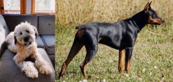 Whoodles vs German Pinscher - Breed Comparison
