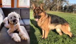 Whoodles vs German Shepherd - Breed Comparison
