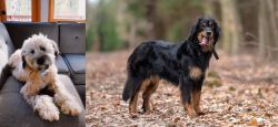 Whoodles vs Hovawart - Breed Comparison