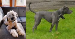 Whoodles vs Irish Bull Terrier - Breed Comparison