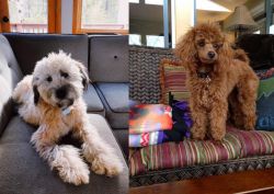 Whoodles vs Miniature Poodle - Breed Comparison