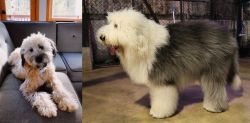 Whoodles vs Old English Sheepdog - Breed Comparison