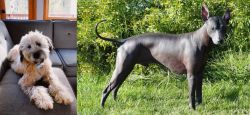 Whoodles vs Peruvian Hairless - Breed Comparison