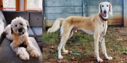 Whoodles vs Saluki - Breed Comparison