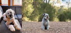 Whoodles vs Schnoodle - Breed Comparison