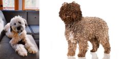 Whoodles vs Spanish Water Dog - Breed Comparison