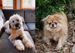 Whoodles vs Tibetan Spaniel - Breed Comparison