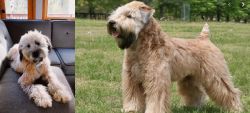 Whoodles vs Wheaten Terrier - Breed Comparison