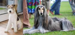 Wire Fox Terrier vs Afghan Hound - Breed Comparison