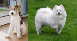 Wire Fox Terrier vs American Eskimo Dog - Breed Comparison