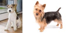 Wire Fox Terrier vs Australian Terrier - Breed Comparison