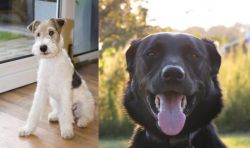 Wire Fox Terrier vs Borador - Breed Comparison