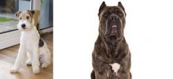 Wire Fox Terrier vs Cane Corso - Breed Comparison