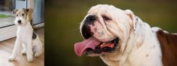 Wire Fox Terrier vs English Bulldog - Breed Comparison
