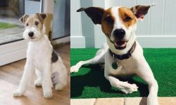Wire Fox Terrier vs Feist - Breed Comparison