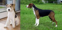 Wire Fox Terrier vs Finnish Hound - Breed Comparison
