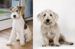 Wire Fox Terrier vs Glen of Imaal Terrier - Breed Comparison
