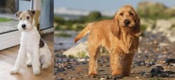 Wire Fox Terrier vs Griffon Fauve de Bretagne - Breed Comparison