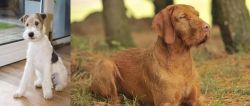 Wire Fox Terrier vs Hungarian Wirehaired Vizsla - Breed Comparison