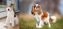 Wire Fox Terrier vs King Charles Spaniel - Breed Comparison
