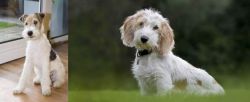 Wire Fox Terrier vs Petit Basset Griffon Vendeen - Breed Comparison
