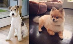 Wire Fox Terrier vs Pomeranian - Breed Comparison