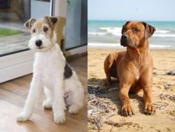 Wire Fox Terrier vs Rhodesian Ridgeback - Breed Comparison