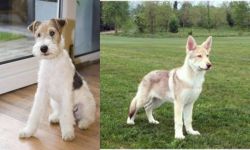 Wire Fox Terrier vs Saarlooswolfhond - Breed Comparison