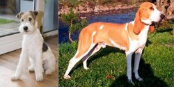Wire Fox Terrier vs Schweizer Laufhund - Breed Comparison