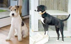 Wire Fox Terrier vs Stephens Stock - Breed Comparison