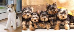 Wire Fox Terrier vs Yorkshire Terrier - Breed Comparison