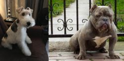 Wire Haired Fox Terrier vs American Bully - Breed Comparison