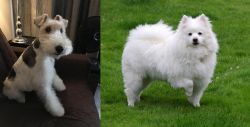 Wire Haired Fox Terrier vs American Eskimo Dog - Breed Comparison