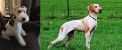 Wire Haired Fox Terrier vs Ariege Pointer - Breed Comparison