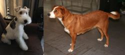 Wire Haired Fox Terrier vs Austrian Pinscher - Breed Comparison