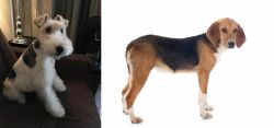 Wire Haired Fox Terrier vs Beagle-Harrier - Breed Comparison