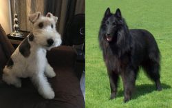 Wire Haired Fox Terrier vs Belgian Shepherd Dog (Groenendael) - Breed Comparison