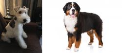Wire Haired Fox Terrier vs Bernese Mountain Dog - Breed Comparison