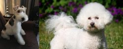Wire Haired Fox Terrier vs Bichon Frise - Breed Comparison