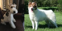 Wire Haired Fox Terrier vs Canadian Eskimo Dog - Breed Comparison