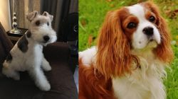 Wire Haired Fox Terrier vs Cavalier King Charles Spaniel - Breed Comparison