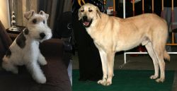 Wire Haired Fox Terrier vs Central Anatolian Shepherd - Breed Comparison