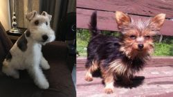 Wire Haired Fox Terrier vs Chorkie - Breed Comparison