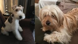 Wire Haired Fox Terrier vs Cyprus Poodle - Breed Comparison