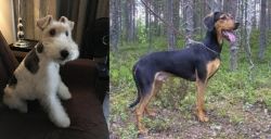 Wire Haired Fox Terrier vs Greek Harehound - Breed Comparison
