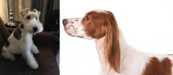 Wire Haired Fox Terrier vs Irish Red and White Setter - Breed Comparison