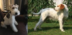 Wire Haired Fox Terrier vs Istarski Ostrodlaki Gonic - Breed Comparison