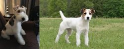 Wire Haired Fox Terrier vs Jack Russell Terrier - Breed Comparison