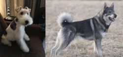 Wire Haired Fox Terrier vs Jamthund - Breed Comparison