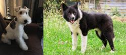 Wire Haired Fox Terrier vs Karelian Bear Dog - Breed Comparison